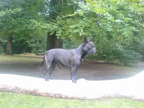 Fransk bulldog Myrna billede 9