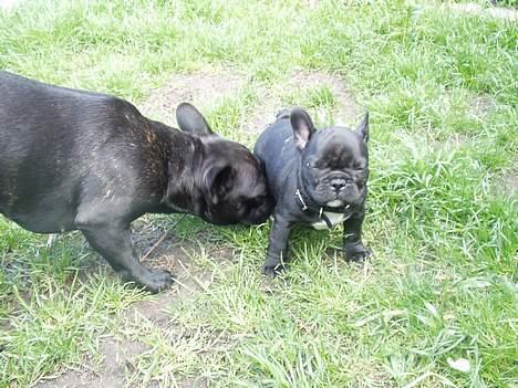 Fransk bulldog Myrna - Det første møde med Myrna og william billede 10