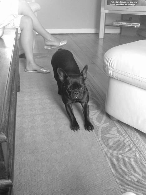 Fransk bulldog Myrna billede 11