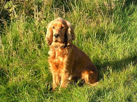 Cocker spaniel Bongo billede 13