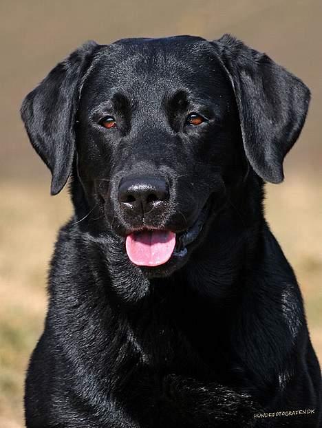 Labrador retriever Majlunds Black Bailey - Majlunds Black Bailey billede 1