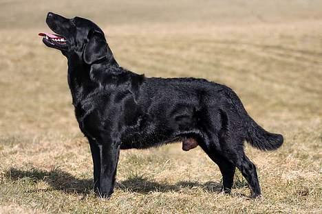 Labrador retriever Majlunds Black Bailey billede 2