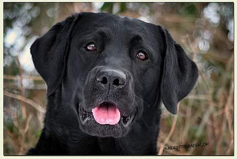 Labrador retriever Majlunds Black Bailey billede 3
