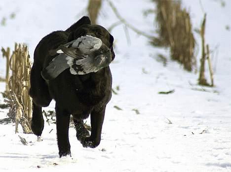 Labrador retriever Majlunds Black Bailey billede 4