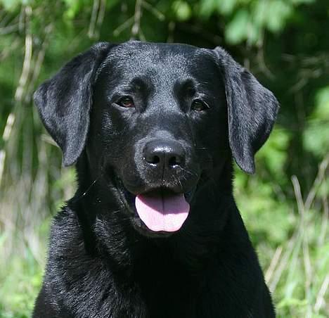 Labrador retriever Majlunds Black Bailey billede 5