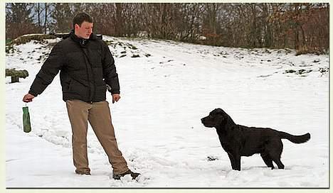 Labrador retriever Majlunds Black Bailey billede 6