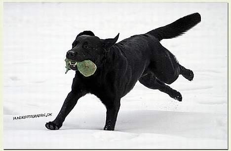 Labrador retriever Majlunds Black Bailey billede 7