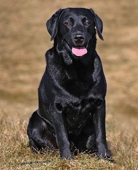 Labrador retriever Majlunds Black Bailey billede 8