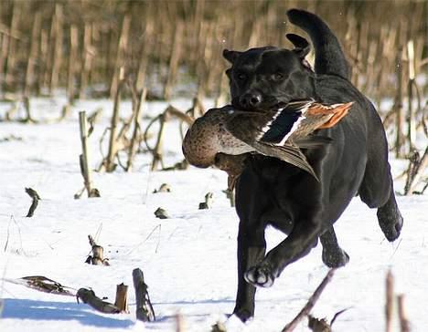 Labrador retriever Majlunds Black Bailey billede 9