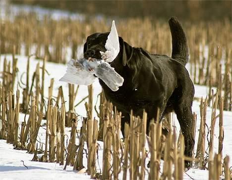 Labrador retriever Majlunds Black Bailey billede 10