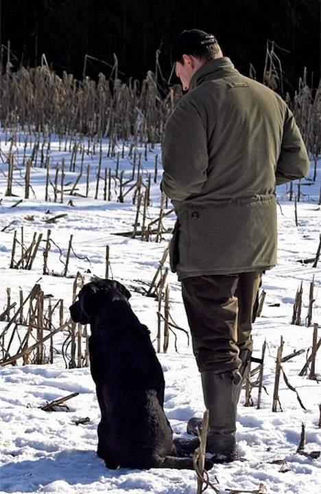 Labrador retriever Majlunds Black Bailey billede 11