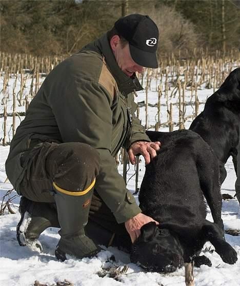 Labrador retriever Majlunds Black Bailey billede 12