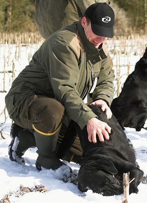 Labrador retriever Majlunds Black Bailey billede 13