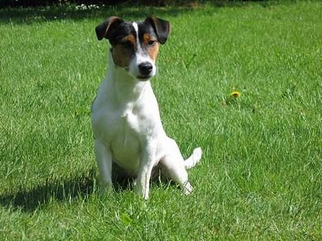 Jack russell terrier Milo - Da Milo var ca 1 år, ude i haven. billede 1