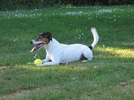 Jack russell terrier Milo - Milo i haven som 2 års, med sin YNDLINGSBOLD. billede 2
