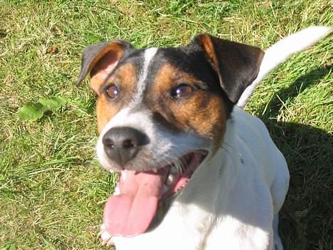 Jack russell terrier Milo billede 3