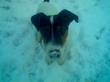 Jack russell terrier Milo - Milos første vinter.. billede 4