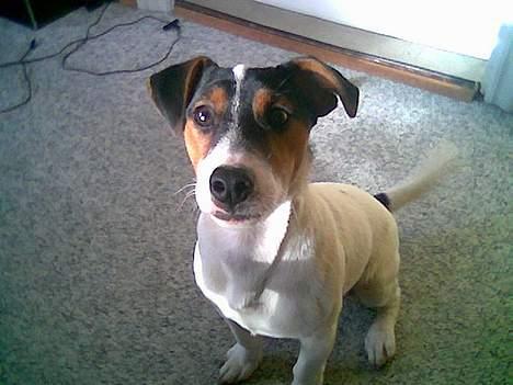 Jack russell terrier Milo - Dette billede har jeg som baggrund på min mobiltlf. billede 5