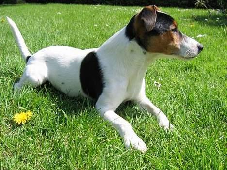 Jack russell terrier Milo billede 6