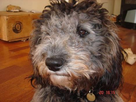 Blanding af racer Chios billede 1