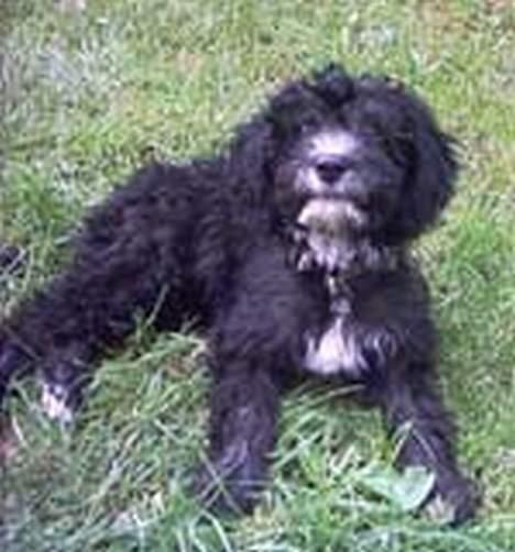 Blanding af racer Chios billede 2