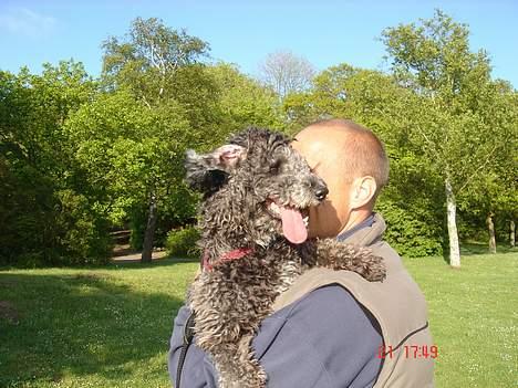 Blanding af racer Chios - Fars tøs billede 3