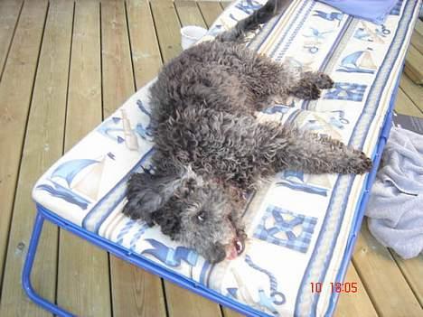 Blanding af racer Chios - Sommerhygge billede 4