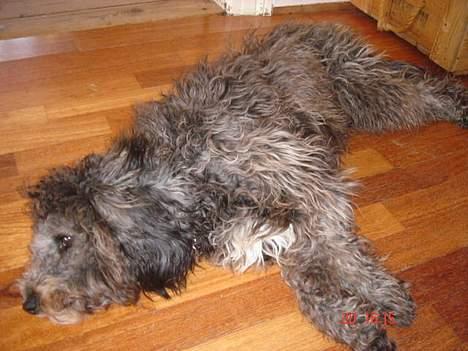 Blanding af racer Chios billede 5