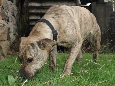 Amerikansk staffordshire terrier Theia - Snuser lidt rundt.... billede 10