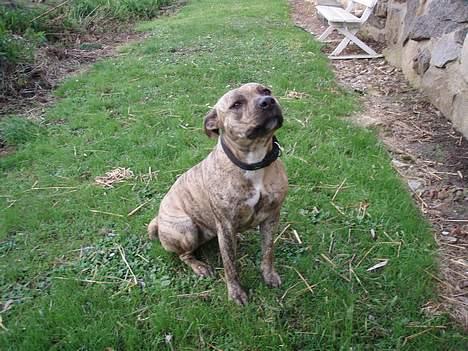 Amerikansk staffordshire terrier Theia - Sidder pænt... billede 11