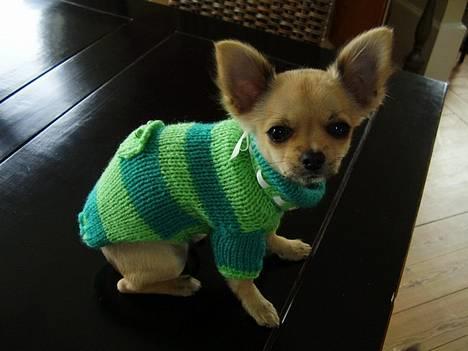 Chihuahua Lulu billede 7