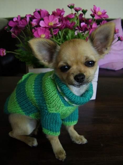 Chihuahua Lulu billede 8