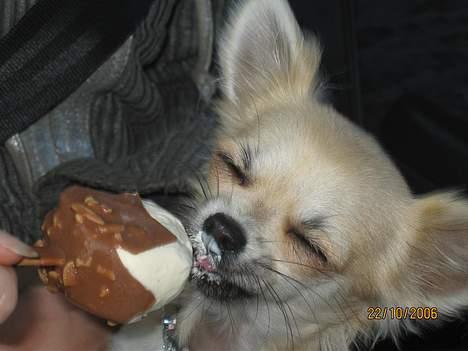 Chihuahua Frida - Det er MIN magnum.....!!! billede 10