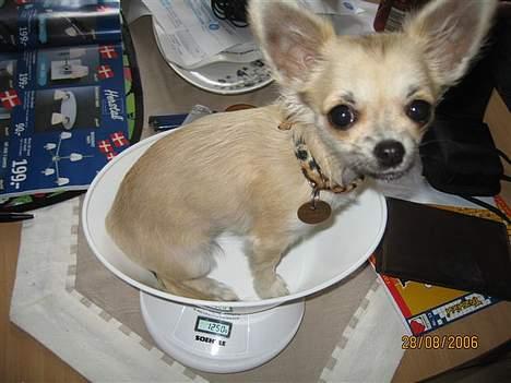 Chihuahua Frida - Jeg vokser - nu vejer jeg 1240 gram! billede 11