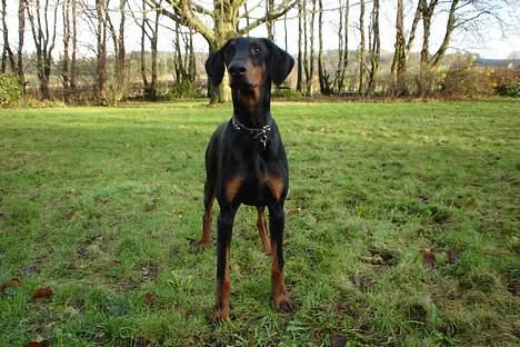 Dobermann Sille R.I.P  22-07-2008 billede 6