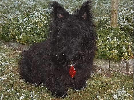Skotsk terrier Skottie billede 17