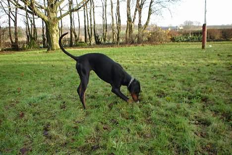 Dobermann Sille R.I.P  22-07-2008 billede 7