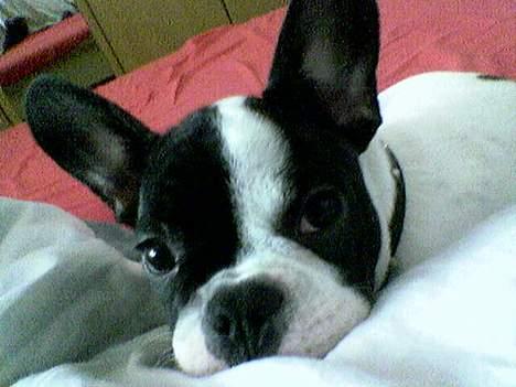 Fransk bulldog Frodo 2004 - - Den lille Frodo med store ører. billede 12