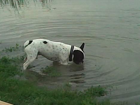 Fransk bulldog Frodo 2004 - - Hvor blev den lille frø dog af......! billede 13