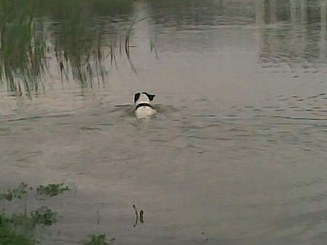 Fransk bulldog Frodo 2004 - - Frodo er vandhund for alle pengene. billede 14