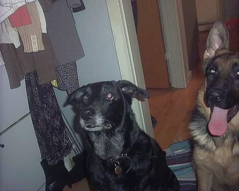 Blanding af racer Juvel 6/3-98 - †14/6-10† - Ja, væk med Madoc 8D billede 12