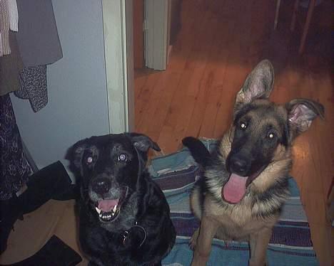 Blanding af racer Juvel 6/3-98 - †14/6-10† - Hvor længe skal vi sidde her !? billede 13