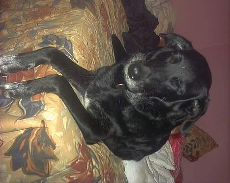 Blanding af racer Juvel 6/3-98 - †14/6-10† - Meget træt, kommer du snart og putter moarh ? billede 14