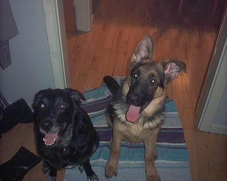 Blanding af racer Juvel 6/3-98 - †14/6-10† - Han er nu nuttet, selvom han er træææls billede 16