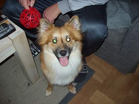 Islandsk fårehund Bassi - Bassi kunne kun lige finde tid til dette billede herefter er han klar til bolden igen! billede 13