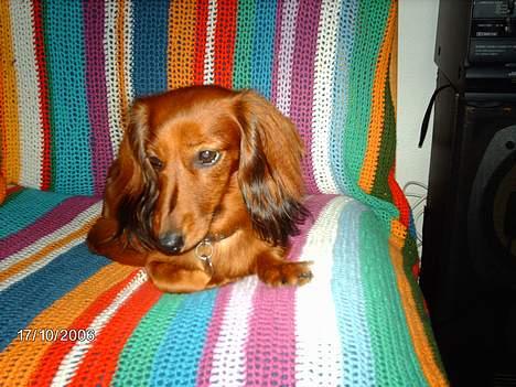 Gravhund Den pal's Sherry billede 1