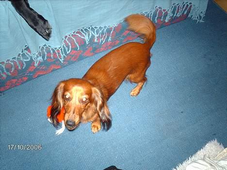 Gravhund Den pal's Sherry billede 2