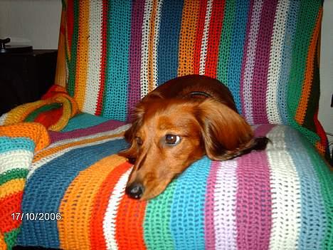 Gravhund Den pal's Sherry billede 3