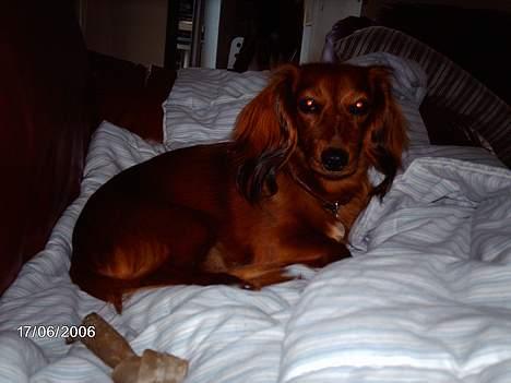 Gravhund Den pal's Sherry billede 4