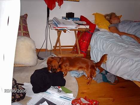 Gravhund Den pal's Sherry billede 5